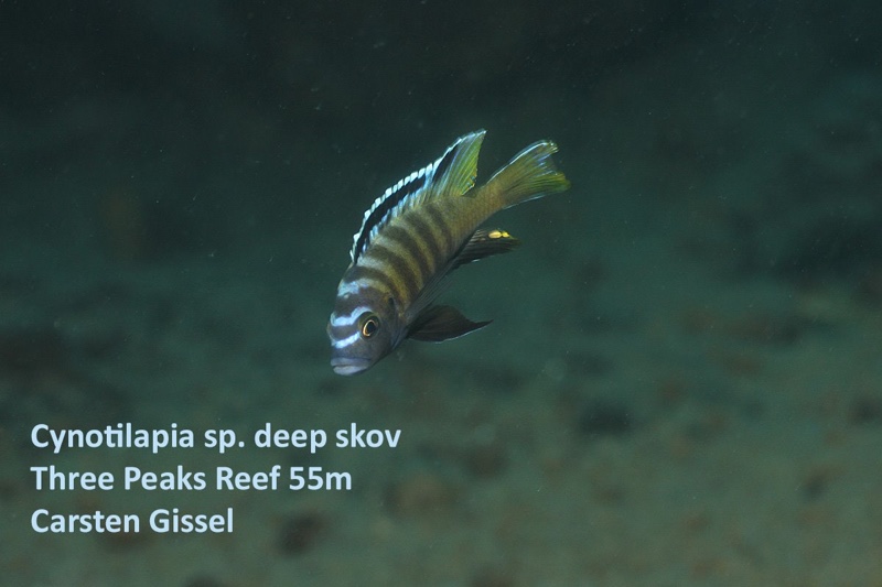 Cynotilapia sp. 'deep skov' Three Peaks Reef